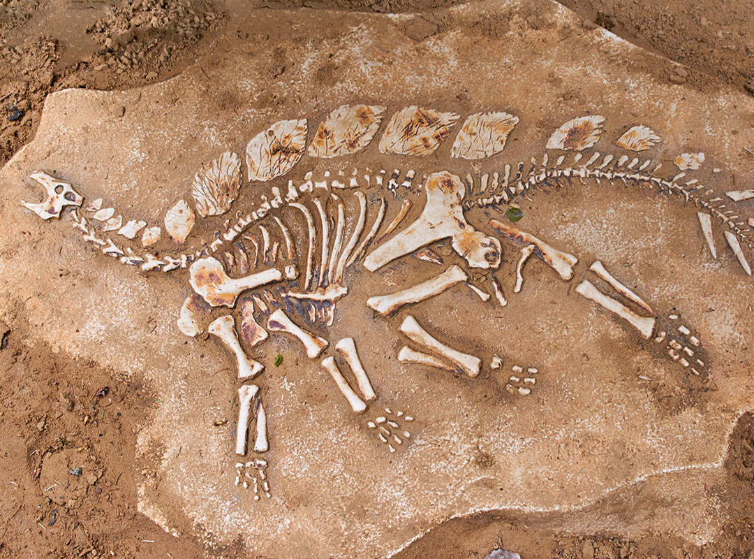 Arkeologinen löytö vuosisadalta: aiemmin tuntemattomat dinosauruksen fossiilijäännökset löydetty, mikä pakotti kirjoittamaan evoluution historian uusiksi.