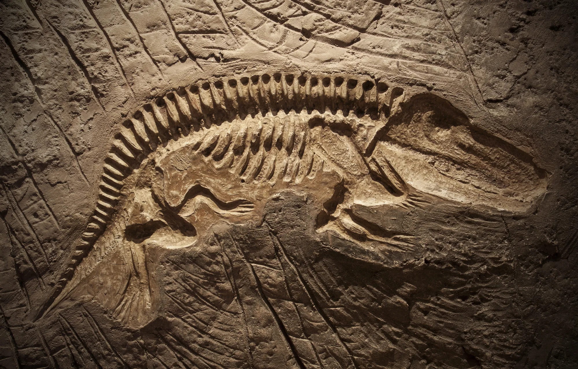 Arkeologinen löytö vuosisadalta: aiemmin tuntemattomat dinosauruksen fossiilijäännökset löydetty, mikä pakotti kirjoittamaan evoluution historian uusiksi.