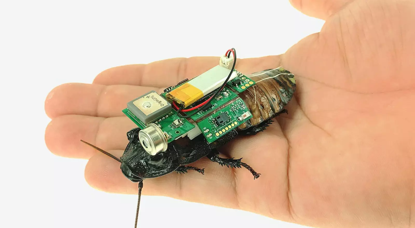 Japanilaiset tutkijat ovat luoneet valolla ohjattavia cyborg-torakoita