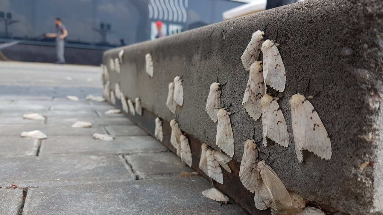 Jos kysytään, onko Mursiassa moolien ”hyökkäys”, vastaus on sama kuin joka vuosi tähän aikaan.