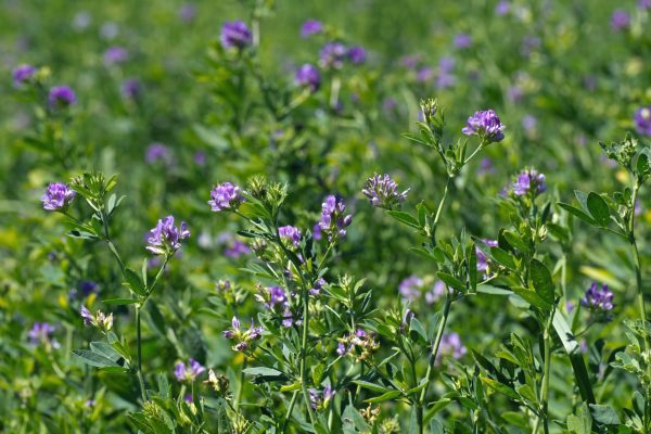 Alfalfa
