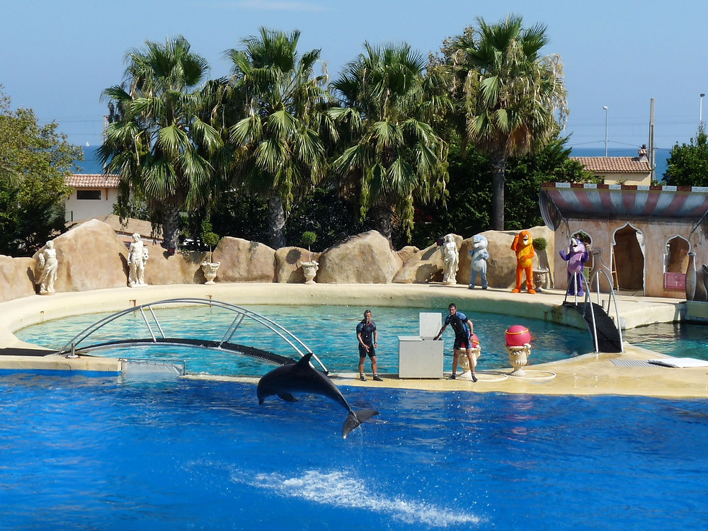 Kaksi koskikalaa ja 12 delfiiniä kuolee Euroopan Marineland suurimmassa meripuistossa, joka on ollut hylättynä tammikuusta lähtien.