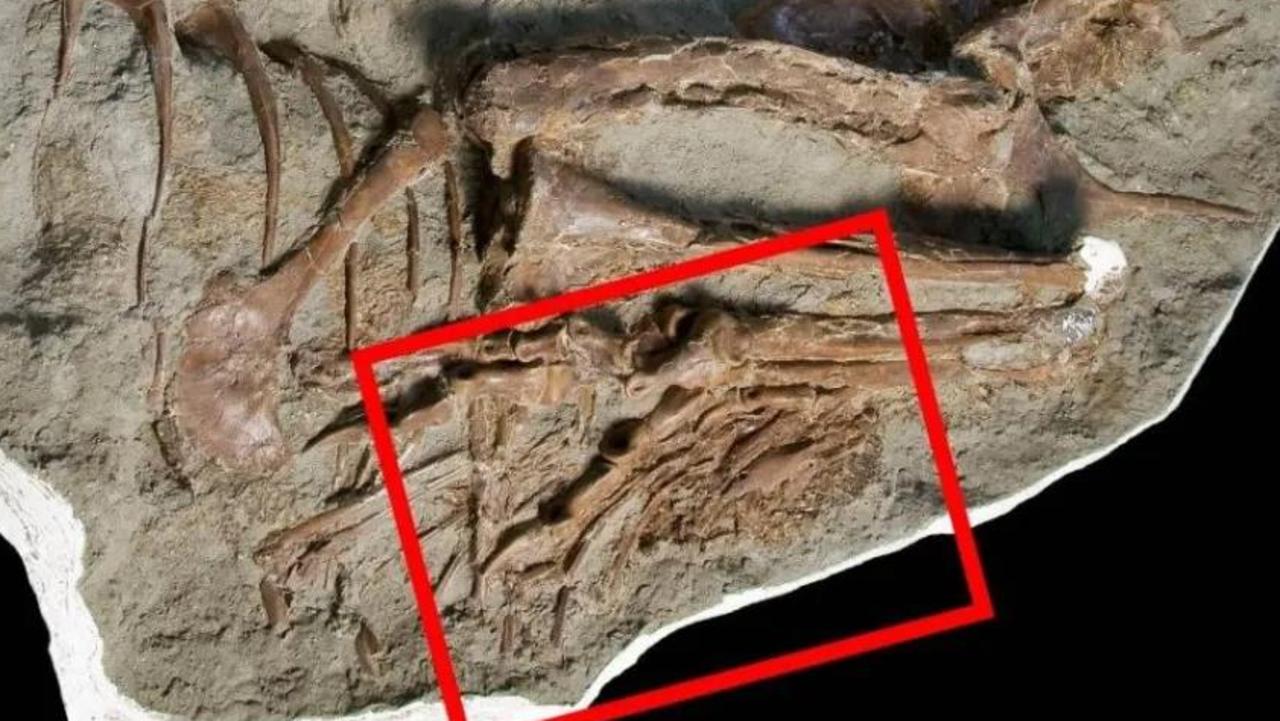Kahden esihistoriallisen merihirviön jäännökset löydetty maailman suurimmasta luola 325 miljoonan vuoden takaa