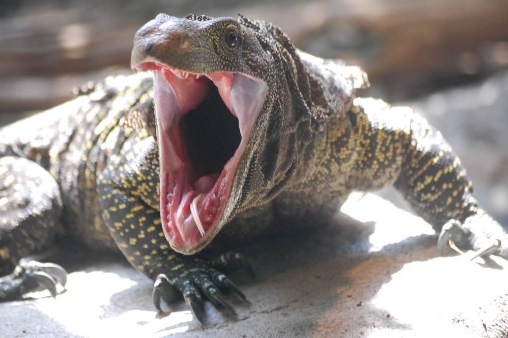 Paleontologit ovat hämmästyneet: matelijat asuttivat maapalloa 40 miljoonaa vuotta aikaisemmin kuin aiemmin on luultu.