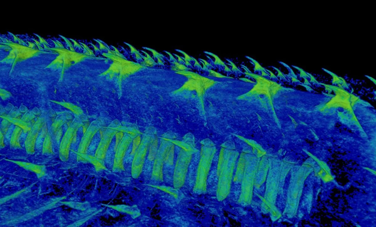 Paleontologit paljastavat 465 miljoonan vuoden ikäisen salaisuuden: ensimmäisten ”hampaiden” todellinen tarkoitus
