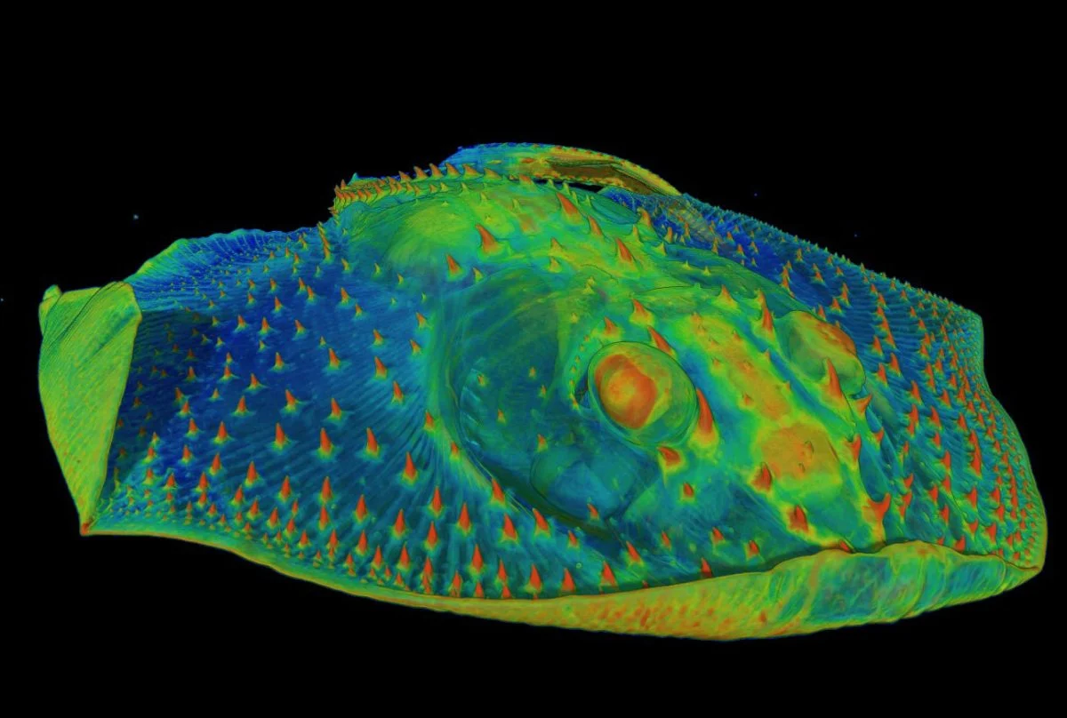 Paleontologit paljastavat 465 miljoonan vuoden ikäisen salaisuuden: ensimmäisten ”hampaiden” todellinen tarkoitus