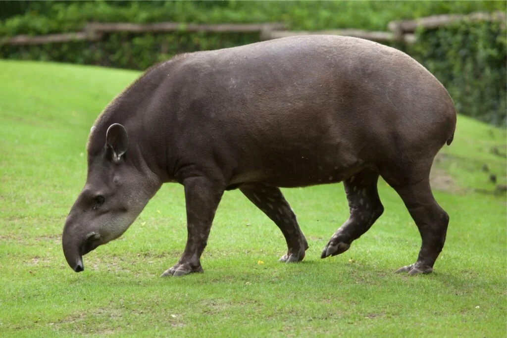 eläin
