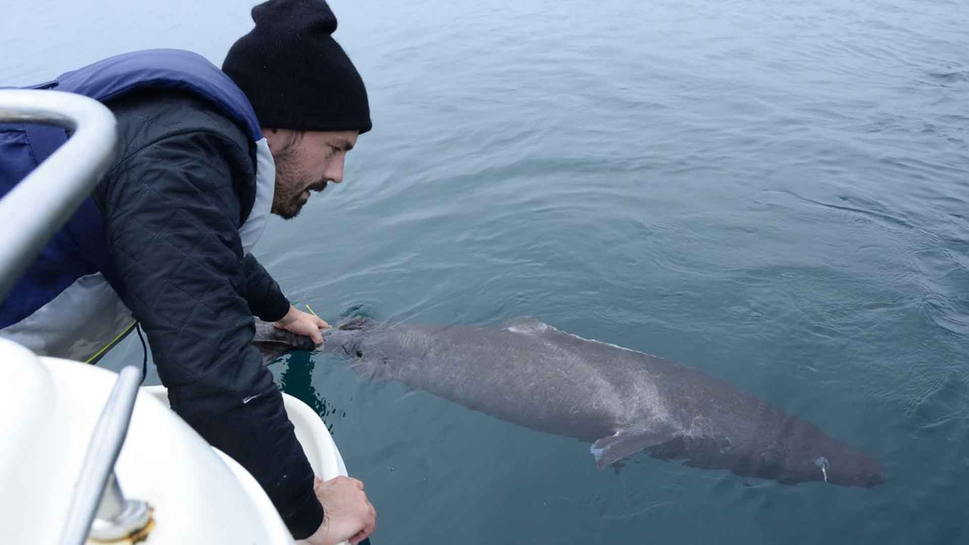 Ei kilpikonna eikä valas: maailman pitkäikäisin selkärankaislaji on raadonsyöjä, joka on mahdollisesti elänyt jo Kristoffer Kolumbuksen aikoina.