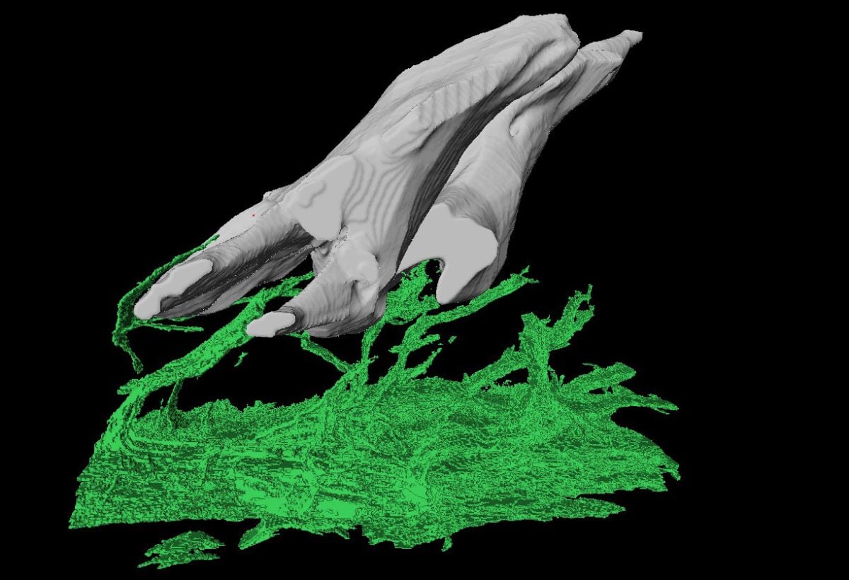 Paleontologit paljastavat 465 miljoonan vuoden ikäisen salaisuuden: ensimmäisten ”hampaiden” todellinen tarkoitus