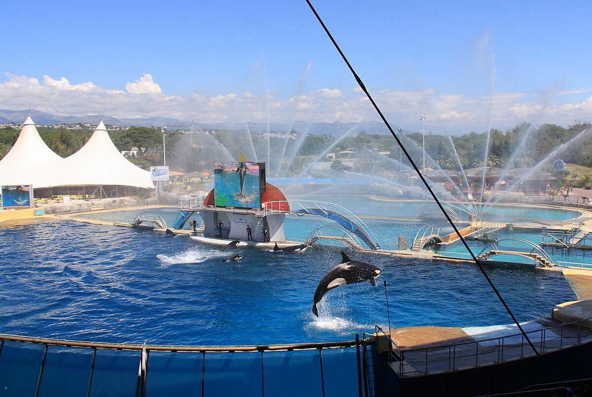 Kaksi koskikalaa ja 12 delfiiniä kuolee Euroopan Marineland suurimmassa meripuistossa, joka on ollut hylättynä tammikuusta lähtien.