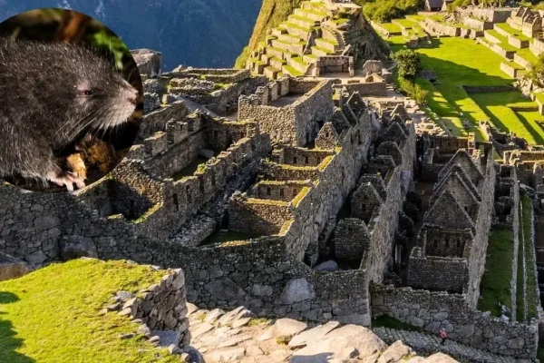 Machu Picchussa