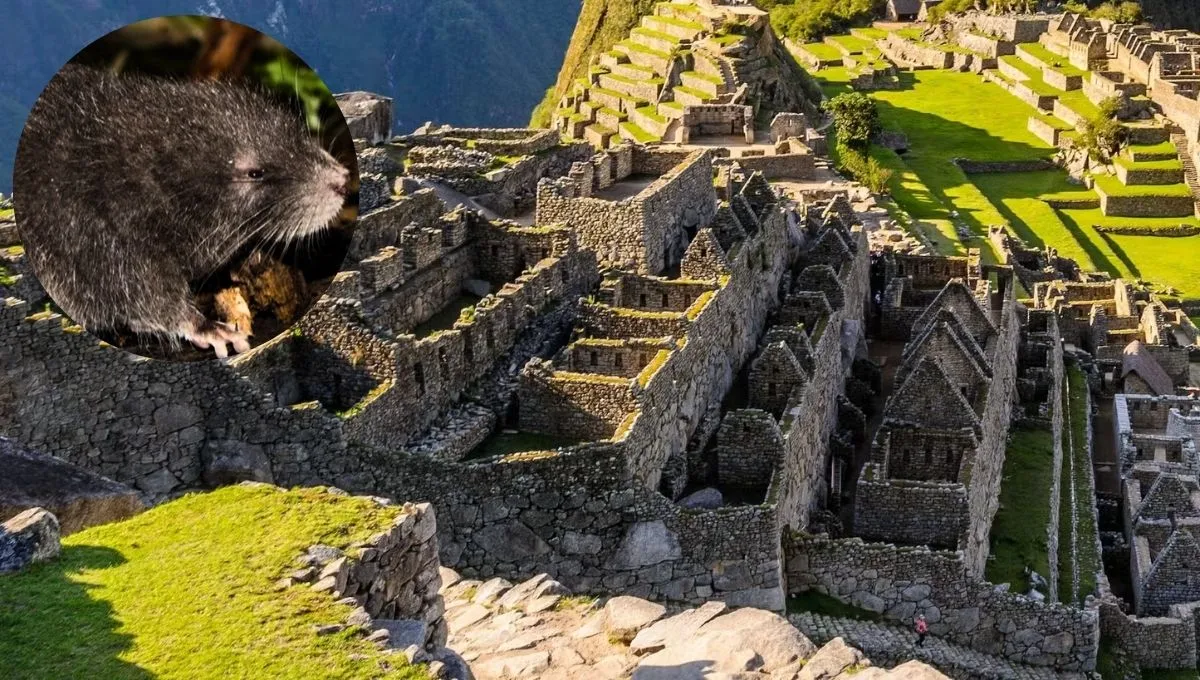 Machu Picchussa
