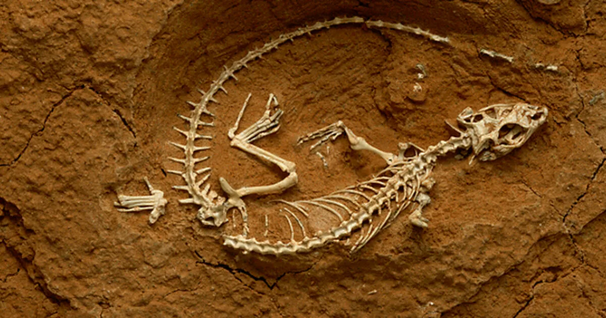 Paleontologit ovat hämmästyneet: matelijat asuttivat maapalloa 40 miljoonaa vuotta aikaisemmin kuin aiemmin on luultu.