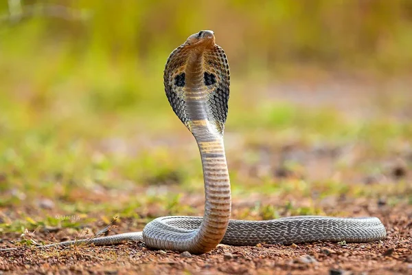 käärmeen