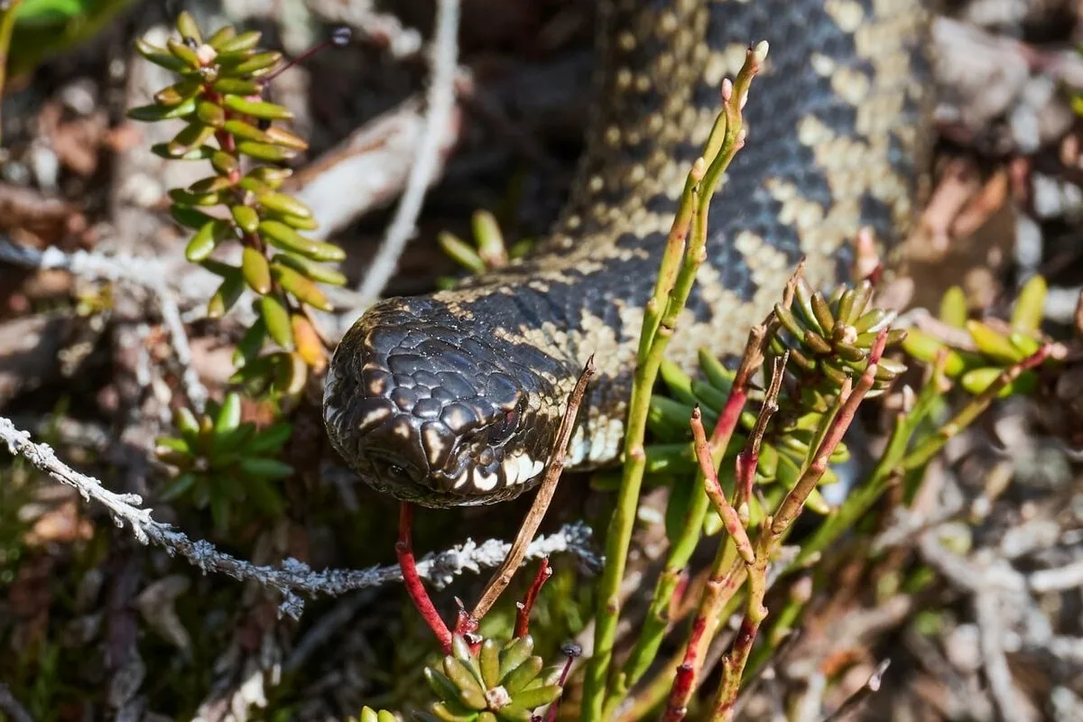 Koulussa on käärmeitä, ja asiantuntija tutkii asiaa: ”Ne ovat levottomia, koska ajattelevat vain yhtä asiaa: naaraita.”