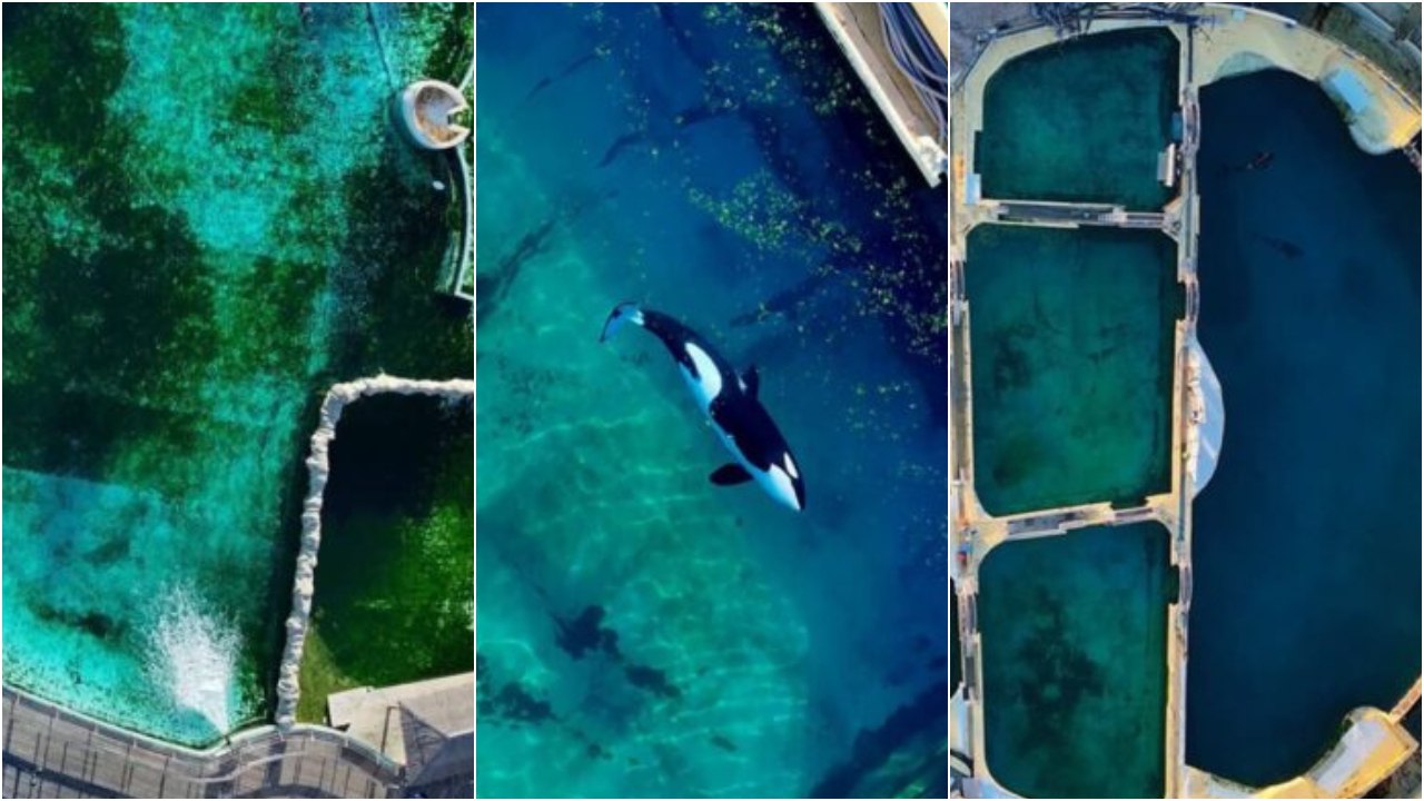 Kaksi koskikalaa ja 12 delfiiniä kuolee Euroopan Marineland suurimmassa meripuistossa, joka on ollut hylättynä tammikuusta lähtien.